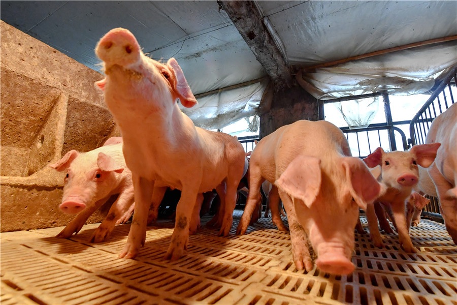 Piglets are held in pens at a modern pig farm in Beijing on April 30