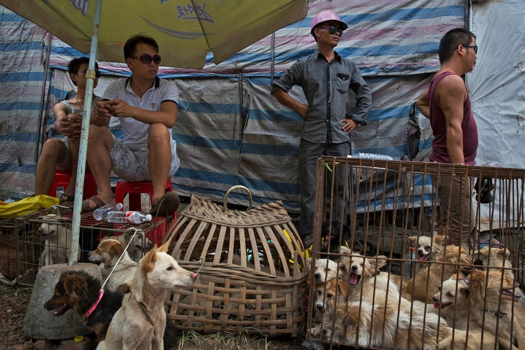 Dogs on sale at a marketplace in Yulin during the citys dog meat festival last year