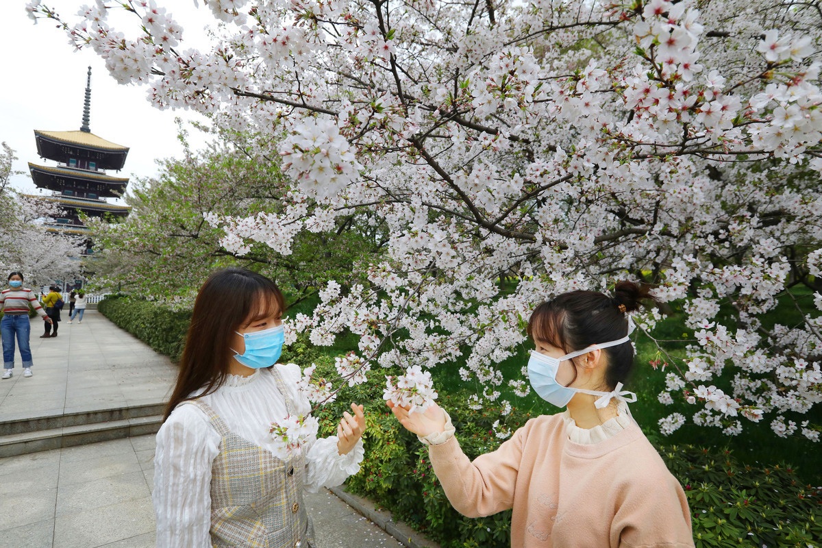 Medics enjoy the beautiful cherry blossoms at the East Lake Cherry Park in Wuhan city on March 21