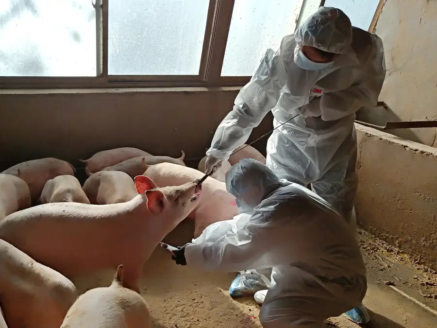 Local animal husbandry workers inject a pig to collect a blood sample at a pig farm