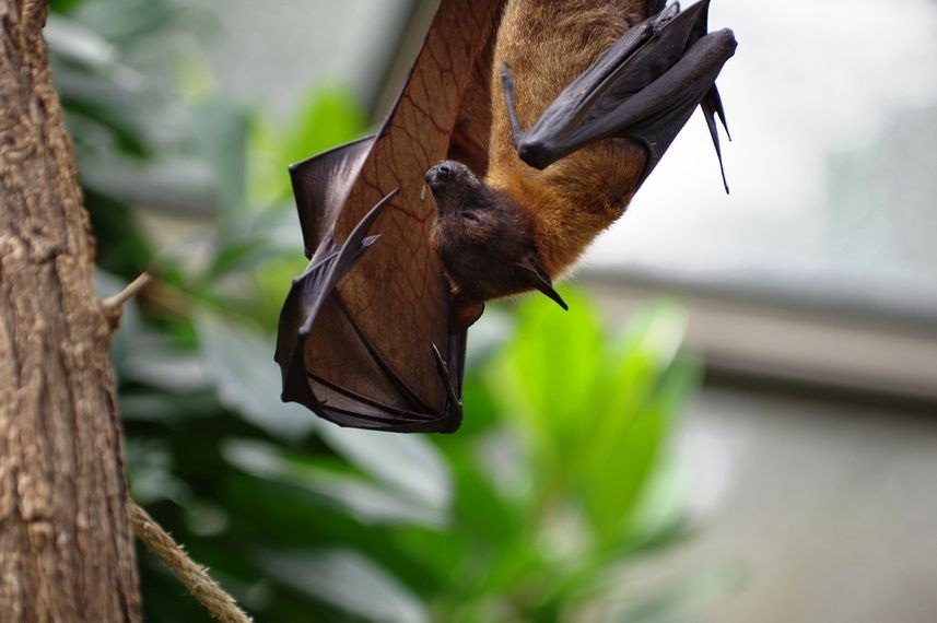 The viral lineage leading to the novel coronavirus SARS CoV 2 might have been circulating unnoticed in bats for decades